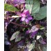 Purple Flash Pepper Seeds 