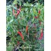 Slim Cayenne 