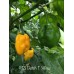 Trinidad Scorpion Butch T Yellow