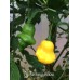 Aji Fantasy Yellow Pepper Seeds