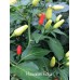 Hawaiian Kona Pepper Seeds 