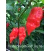 Trinidad Scorpion Red Long Tail 