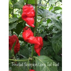 Trinidad Scorpion Red Long Tail 