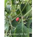 Guatemalan Chilli Tepin Pepper Seeds