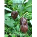 Mad Balls Chocolate Fat 