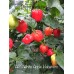 APS White Apple Habanero Pepper Seeds