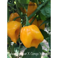 Bahamian Goat X Congo Yellow Pepper