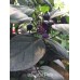 schwarze Perle