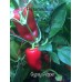 Gypsy Pepper Seeds