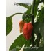 Bhut Jolokia Orange Pepper Seeds 