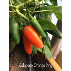 Jalapeno Orange long Pepper Seeds 