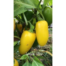 Jalapeño Yellow Pepper Seeds 