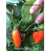 Jalapeño Orange Short Pepper Seeds 