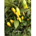 Aji Mochero Pepper 