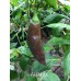 Aji Panca Pepper Seeds