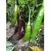 Aji Panca Pepper Seeds