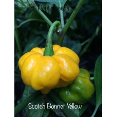 Scotch Bonnet Yellow Pepper Seeds 