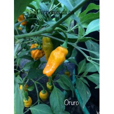 Oruro