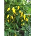 Limon