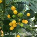 Wild Brazil Yellow/Orange