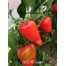 APS 911 Sweet Pepper