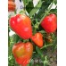 APS 911 Sweet Pepper