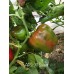 APS 911 Sweet Pepper