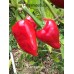 Kampanaki Pepper Seeds