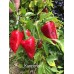 Kampanaki Pepper Seeds