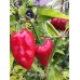 Kampanaki Pepper Seeds