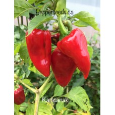 Kampanaki Pepper Seeds