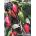 Pimenta Leopard