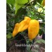 Fatalii Mortalii Yellow Pepper Seeds