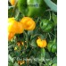 7-Pot Infinity Yellow Round Pepper Seeds 