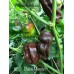 Dulce Morron Pepper Seeds