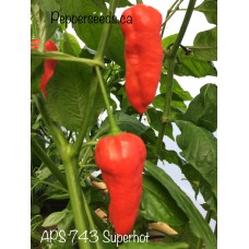 APS 743 Superhot  Pepper