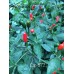 Cap 872 Pepper Seeds 