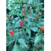 Cap 872 Pepper Seeds 