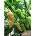 Bengal Naga Peach Pepper