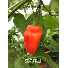 SB7J Red