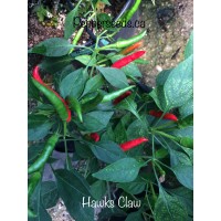 Hawk's Claw Pepper Seeds 