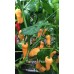 Scorpanero Peach 