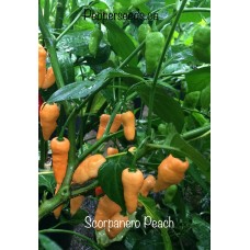 Scorpanero Peach 