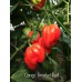 Congo Trinidad Pepper Seeds