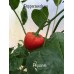 Piquante