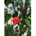 Piquante