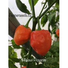 Malawi Piquante