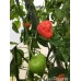 Malawi Piquante