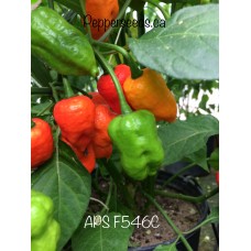 APS F546C Pepper