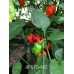 APS F546C Pepper